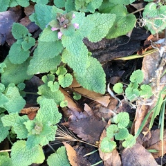 Lamium purpureum purpureum