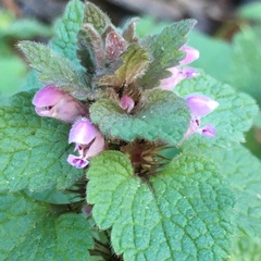 Lamium purpureum purpureum