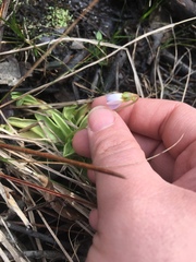 Pinguicula primuliflora