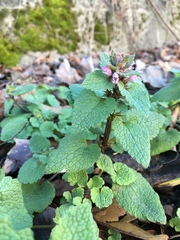Lamium purpureum purpureum