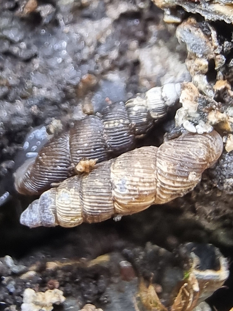 Boettgeria exigua