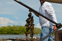 Crassostrea corteziensis