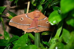 Gonimbrasia belina