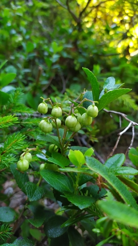 Gaultheria pyroloides, photograph 3