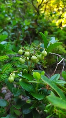 (c) Tatyana Petrenko, some rights reserved (CC BY) Gaultheria pyroloides, photograph (c) Tatyana Petrenko, some rights reserved (CC BY)