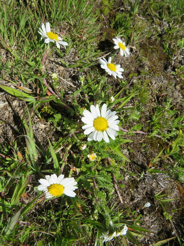 Anthemis tigreensis