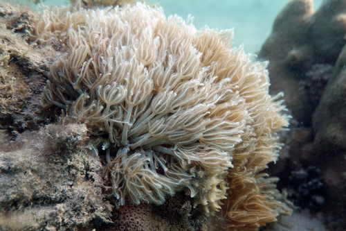 Sea Fan