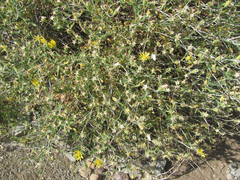 Mentzelia longiloba