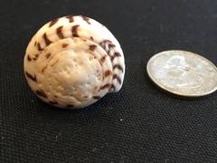 Conus planorbis