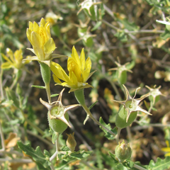 Mentzelia longiloba