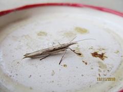 Ypsolopha mucronella