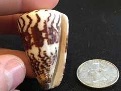 Conus planorbis