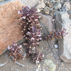 Aphyllon cooperi palmeri