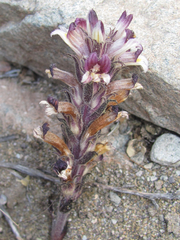 Aphyllon cooperi palmeri