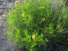 Tecoma stans angustata