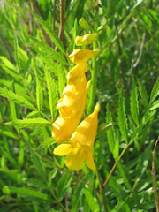 Tecoma stans angustata