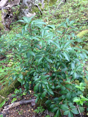 Maytenus magellanica