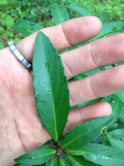 Maytenus magellanica