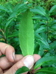 Maytenus magellanica