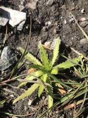 Hemizonia congesta luzulifolia