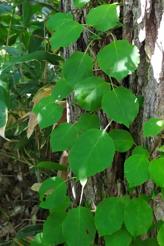 Hydrangea petiolaris