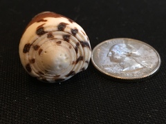 Conus planorbis