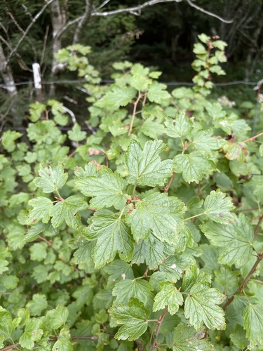 Image of Appalachian Gooseberry by (c) Brandon Corder, some rights reserved (CC BY)