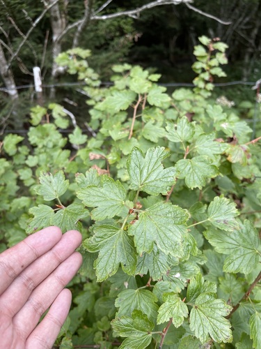 Image of Ribes rotundifolium by (c) Brandon Corder, some rights reserved (CC BY)