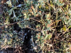 Cladonia ramulosa