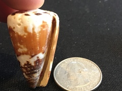 Conus planorbis