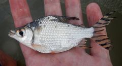 Semaprochilodus varii