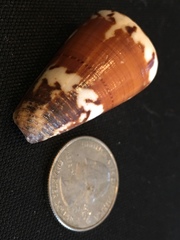 Conus planorbis