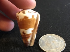 Conus planorbis
