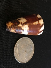Conus planorbis