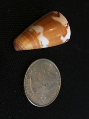 Conus planorbis
