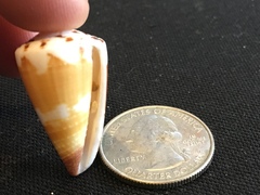 Conus planorbis