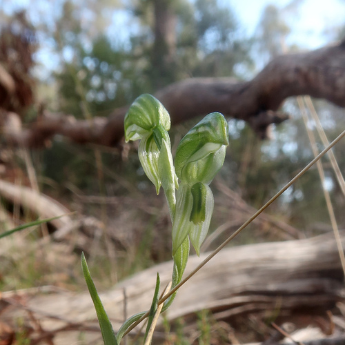 Image of Pterostylis stenochila by no rights reserved