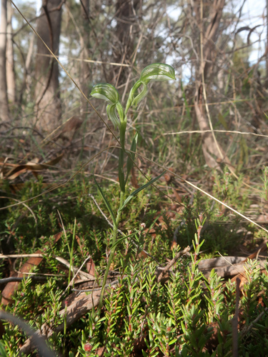 Image of Pterostylis stenochila by no rights reserved