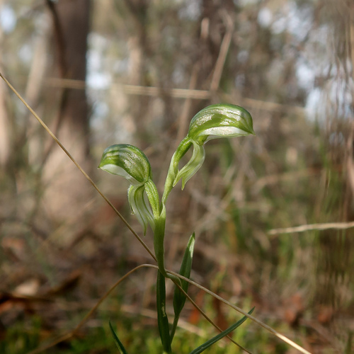 Image of Pterostylis stenochila by no rights reserved