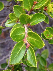 Nothofagus betuloides