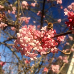 Apis mellifera