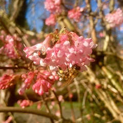 Apis mellifera