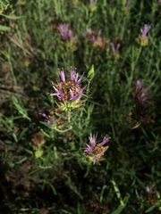 Monardella viminea