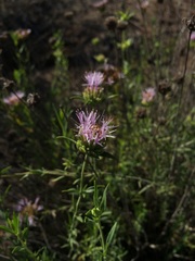 Monardella viminea