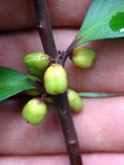 Maytenus magellanica