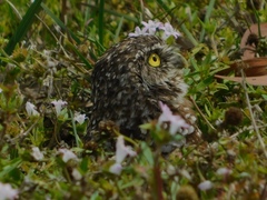 Athene cunicularia floridana