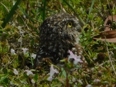 Athene cunicularia floridana