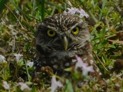 Athene cunicularia floridana