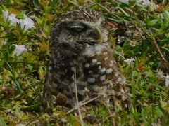 Athene cunicularia floridana