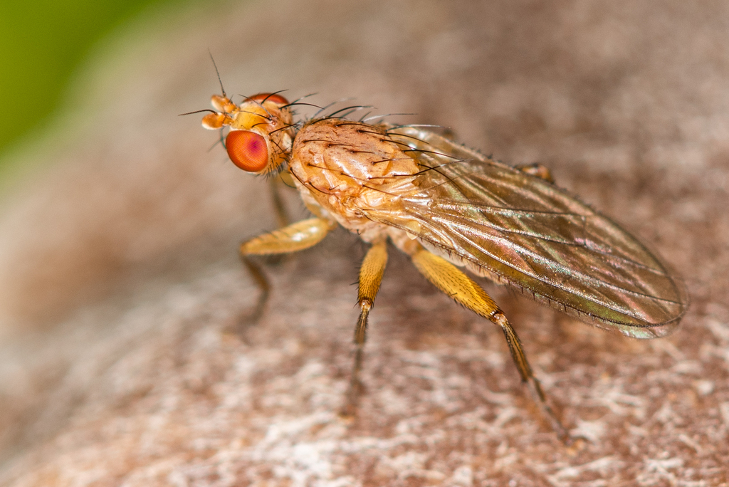 Morpholeria
